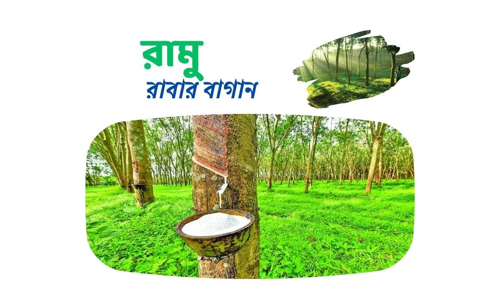 রামু রাবার বাগান